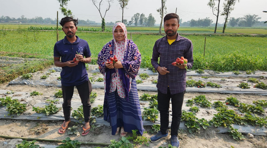 খানসামা উপজেলার ভাবকী ইউনিয়নের চক কাঞ্চন এলাকায় মাসুম বিল্লাহ'র স্ট্রবেরি ক্ষেতে উপজেলা কৃষি কর্মকর্তা ইয়াসমিন আক্তারসহ কৃষকরা।