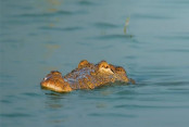shornollata