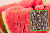 shornollata