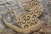 shornollata