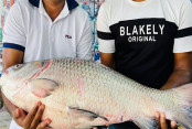 shornollata