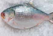 shornollata
