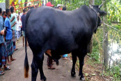 shornollata