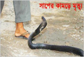 shornollata