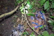shornollata