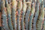 shornollata